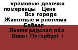 кремовые девочки померанцы › Цена ­ 30 000 - Все города Животные и растения » Собаки   . Ленинградская обл.,Санкт-Петербург г.